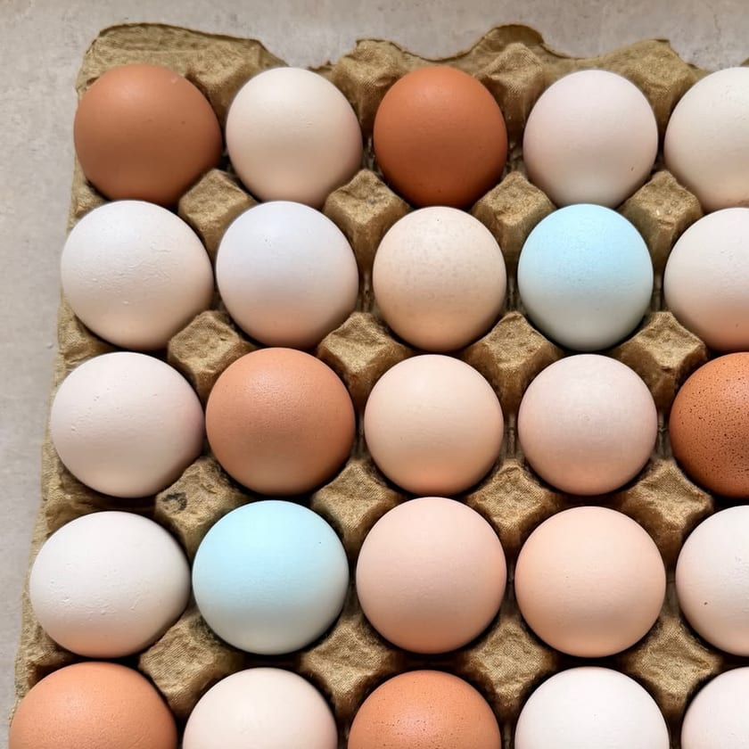 Cartela cheia de ovos caipira coloridos, com ovos azuis naturais