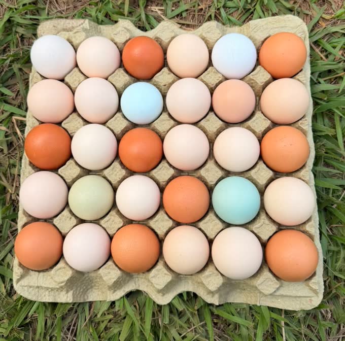 Cartela de 30 ovos caipira coloridos Extra colorido, o produto que a sua loja vende